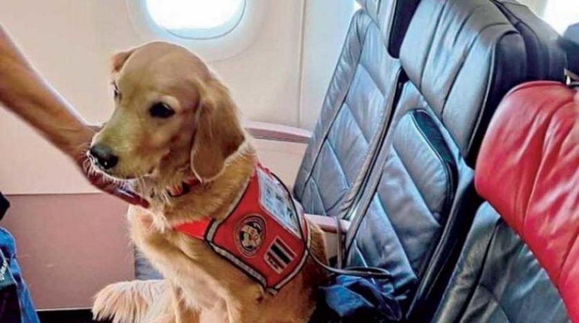 THY’den arama kurtarma köpeklerine jest