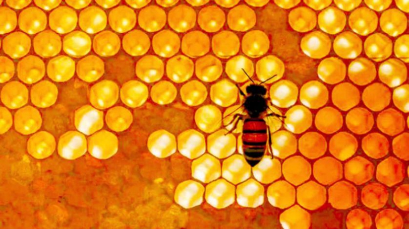 Araştırma: Arıların da hayalleri, duyguları ve psikolojik rahatsızlıkları var