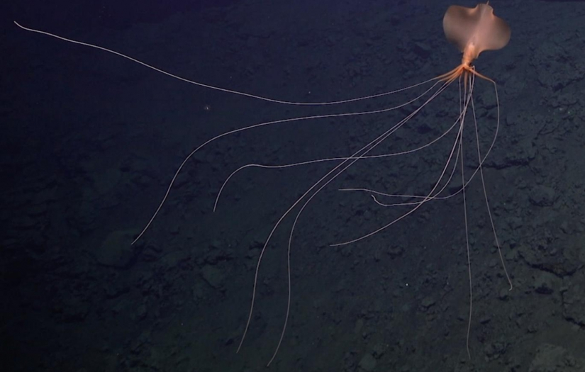 Atlas Okyanusu'nun derinliklerinde "uzaylı" bulundu