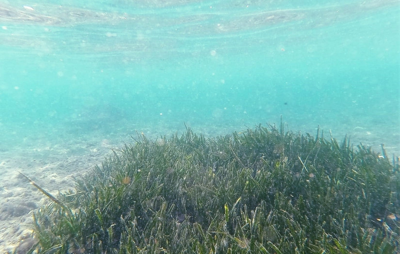 Deniz Çayırları zarar gördüler