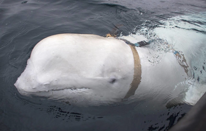 İsveç’te, Rusya’nın casusluk faaliyetleri için kullanıldığından şüphelenilen balina tespit edildi