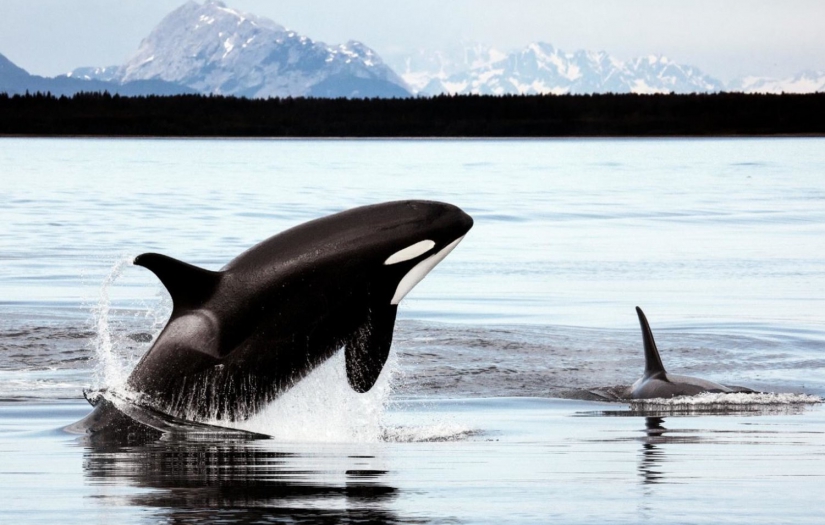 Katil balinalar neden aniden teknelere saldırmaya başladı: Cevap "intikam" olabilir