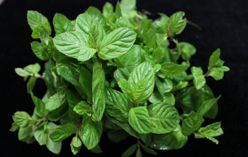 Mentolün Alzheimer hastalarına faydaları keşfedildi