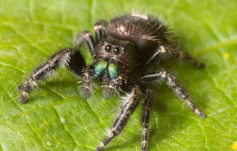 Örümceklerin aç kaldığında körleştiği keşfedildi