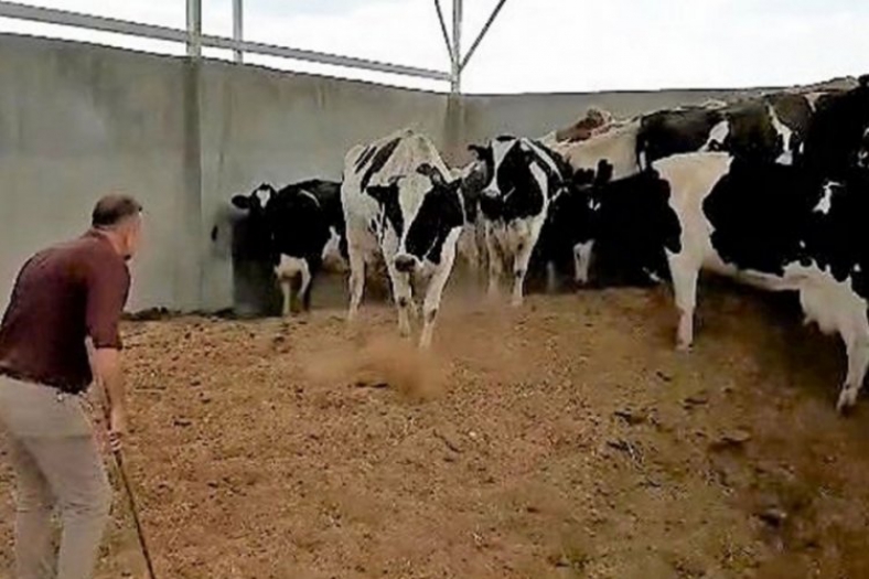 28 ineği çalıp başkasına sattı! Jandarma'dan kurtulamadı