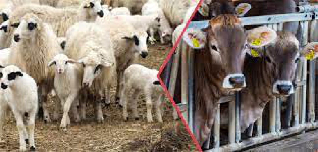 Bu sene kurban fiyatları da vatandaşı üzecek