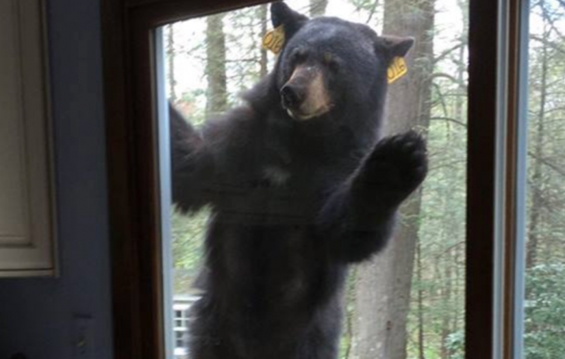 Eve girip ziyafet çeken ayının üst kattaki camdan kaçma girişimi kameraya yansıdı