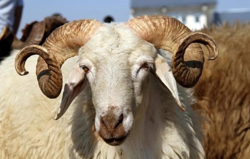 Kurban Bayramı tatili kaç gün olacak?