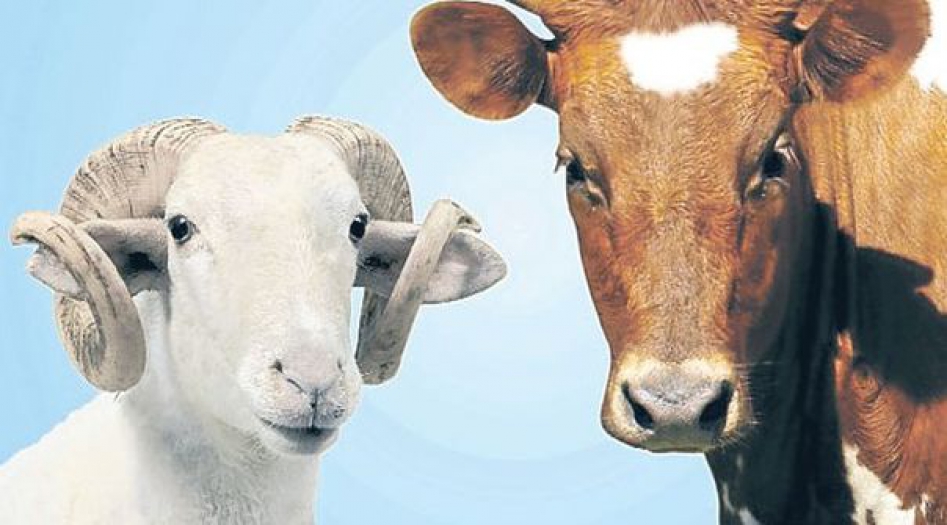 Mübarek Kurban Bayramınızı Candan Kutlarız!