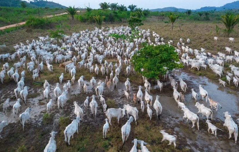 Sığır eti talebini karşılamak için altı yılda 800 milyondan fazla Amazon ağacı kesildi