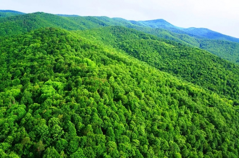 Türkiye'ye KENE istila başlamadan önce çok önemli son uyarı; "Geldiğinde çok kişiyi öldürecek!.."
