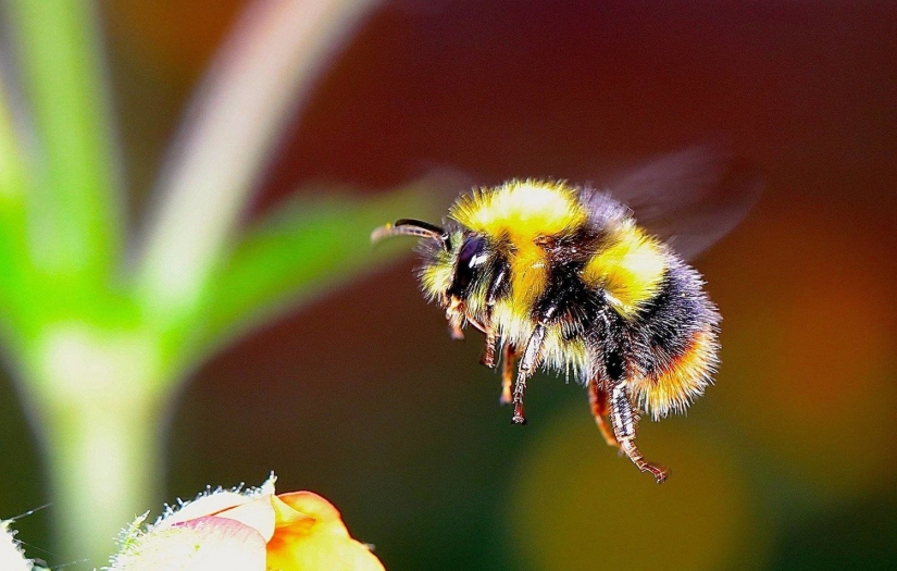 Arıların erken uyanışı tehlike oluşturuyor
