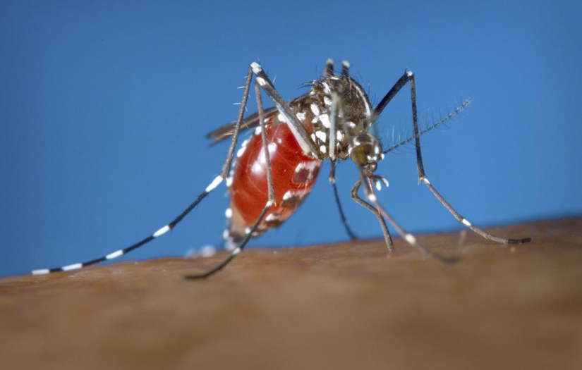 Dikkat bu defa farklı geliyorlar: Bu yaz sivrisineklerden korunmanın etkili 7 yolu