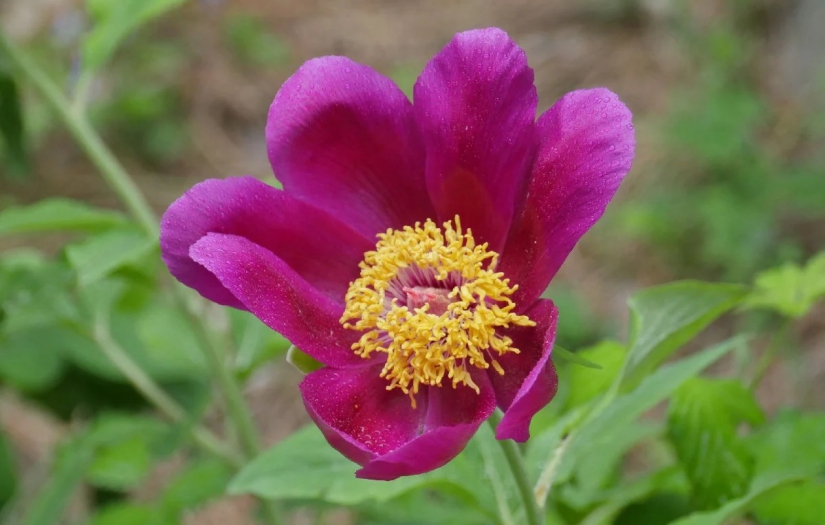 Şakayık çiçeği koparana 244 bin lira para cezası!