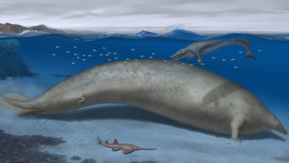 Dünyanın şimdiye kadar bilinen en ağır hayvan adayı