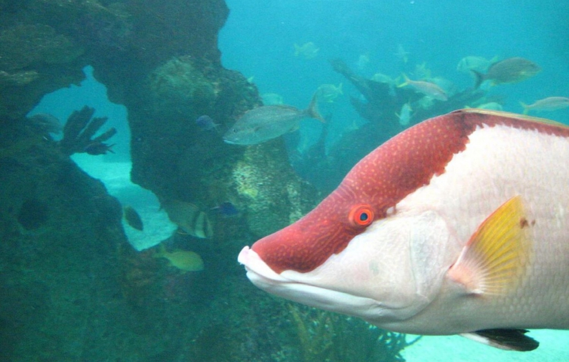 Renk değiştiren balığın "derisiyle görebildiği" keşfedildi