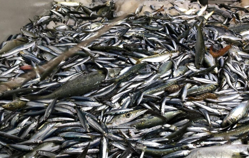 Marmara Denizi’nde hamsi bolluğu