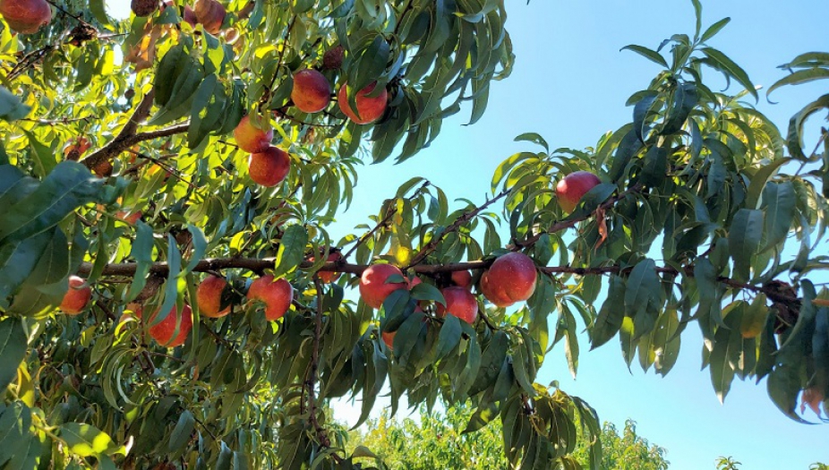 Uludağ Üniversitesi Sanayi Tipi Şeftali Yetiştiriciliğine İmza Attı!