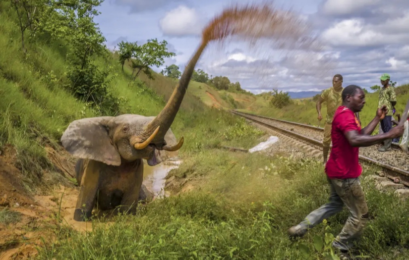 Yılın Yaban Hayatı Fotoğrafçısı yarışmasının adayları açıklandı