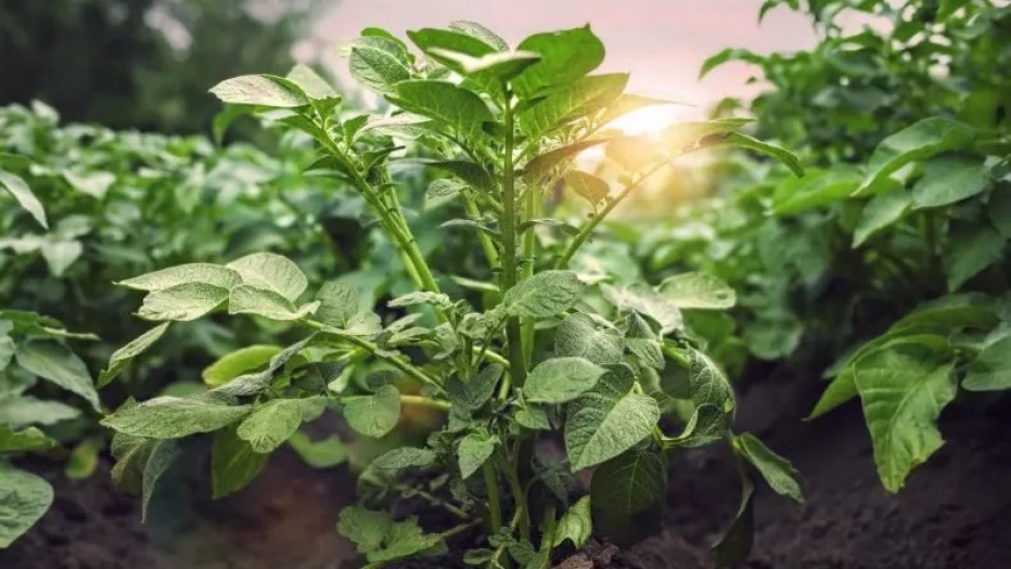 Bitkiler hem konuşuyor hem de birbirlerini duyuyor!