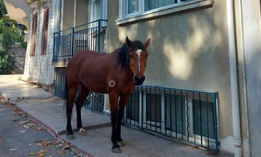 Heybeliada’nın son atları da yerinden yurdundan edildi