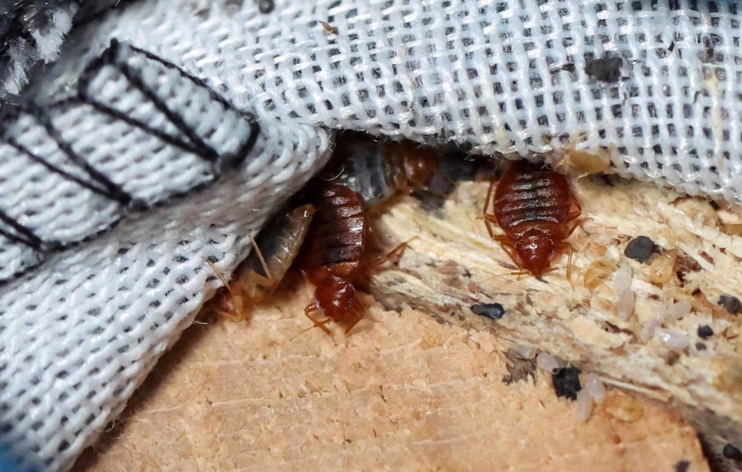 Kan emen tahtakuruları Fransa’nın kabusu oldu