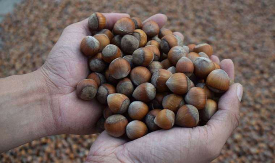 Karadeniz’de fındık üretimindeki azalmanın nedeni; Kahverengi kokarca böceği