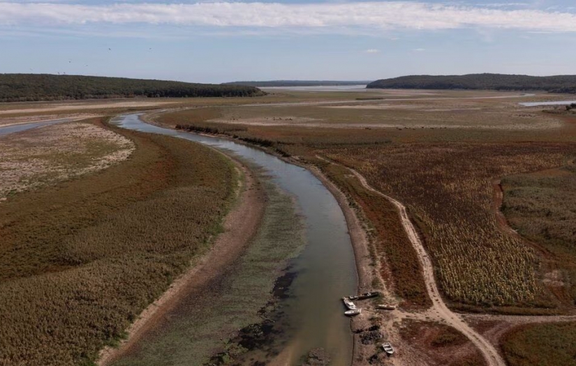 Kuraklık krizi: Suları çekilen İstanbul barajlarında hayvanlar otluyor