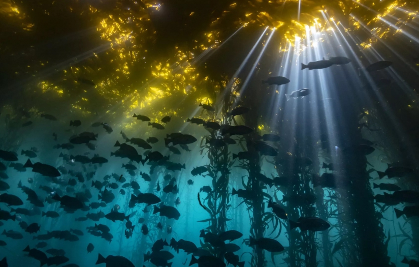 Yerkabuğunun altında devasa büyüklükte bir 'okyanus' keşfedildi: Dünya'nın her yerini sarıyor mu?