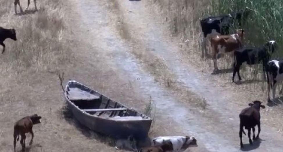 Yüzlerce kuş türüne ev sahipliği yapan Marmara Gölü tamamen yok oldu