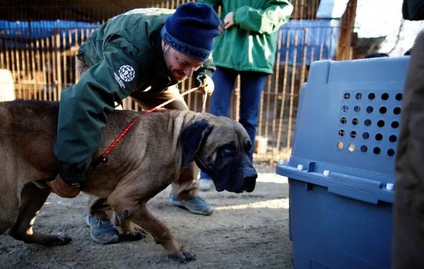 Güney Kore’de köpek yemek yasaklanıyor