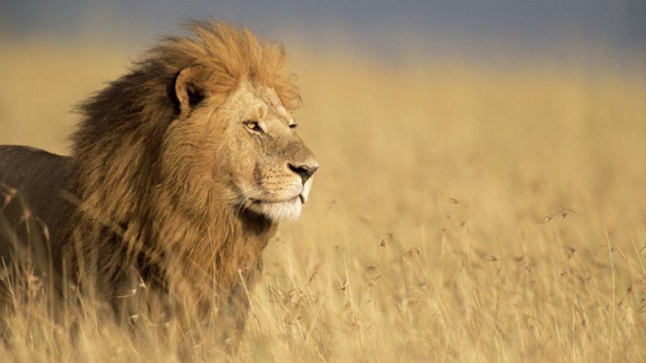 İnsan sesi yaban hayvanlarını aslan sesinden daha çok korkutuyor