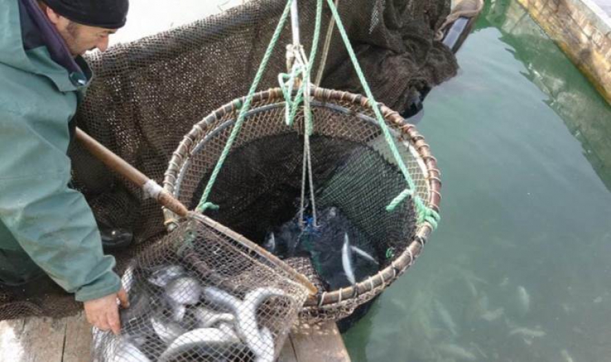 Denizi bile olmayan kentimiz, 4 bin ton somon balığı ihraç ediyor