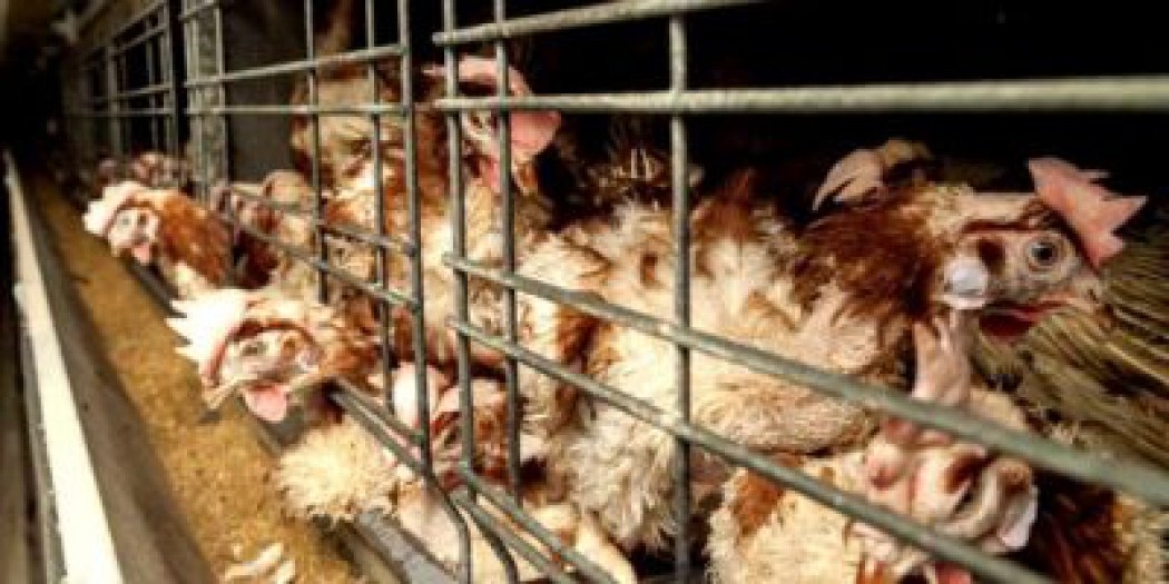 Türkiye’de kafessiz yumurta üretimi artıyor