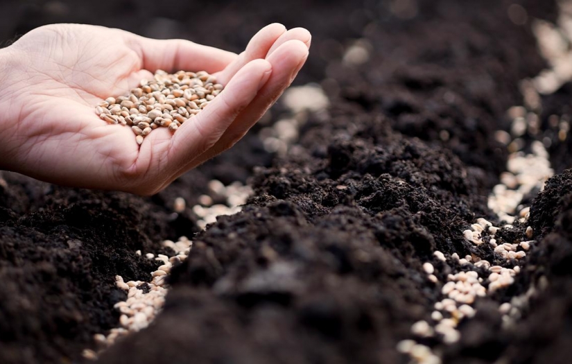 Tohumda zincirler kırıldı