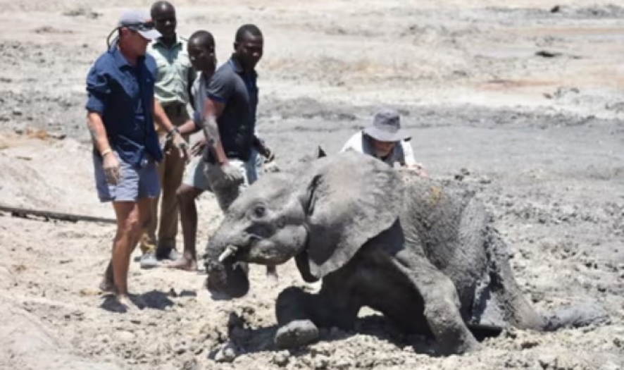 Zimbabve’de 160’tan fazla fil açlık ve susuzluktan öldü, çok daha fazlası risk altında