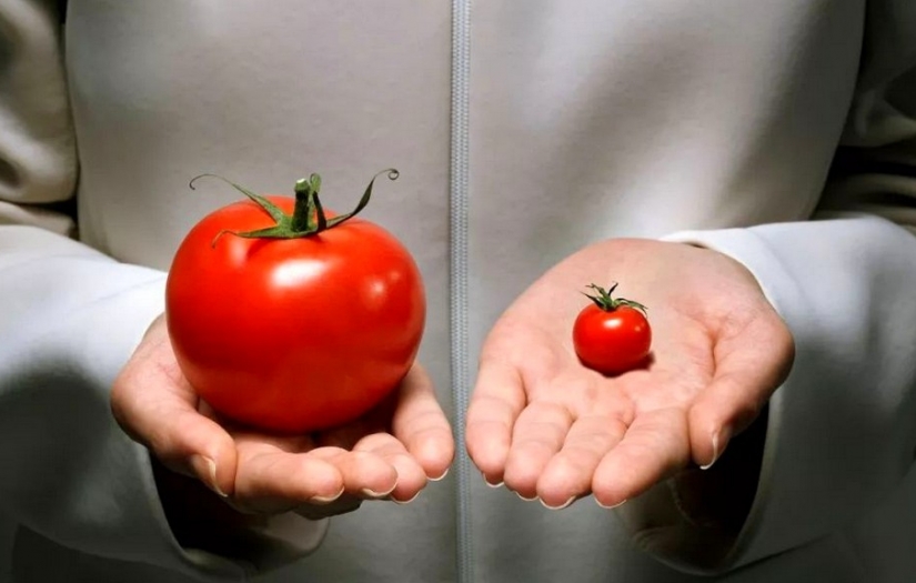 Genetiği değiştirilmiş ürünlerin sağlık üzerindeki etkileri