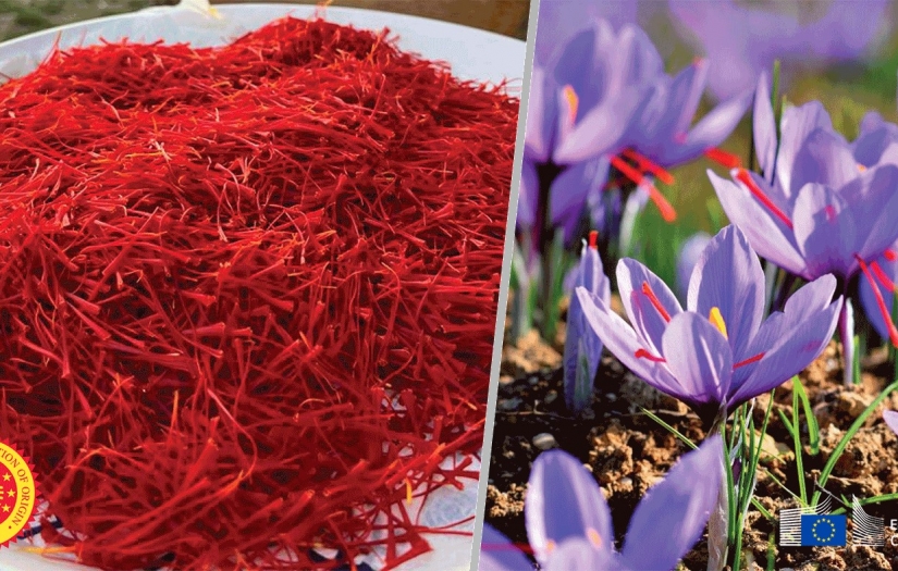 AB'nin tanıdığı 21. Türk ürünü Karabük’ün ‘Safranbolu Safranı’ oldu