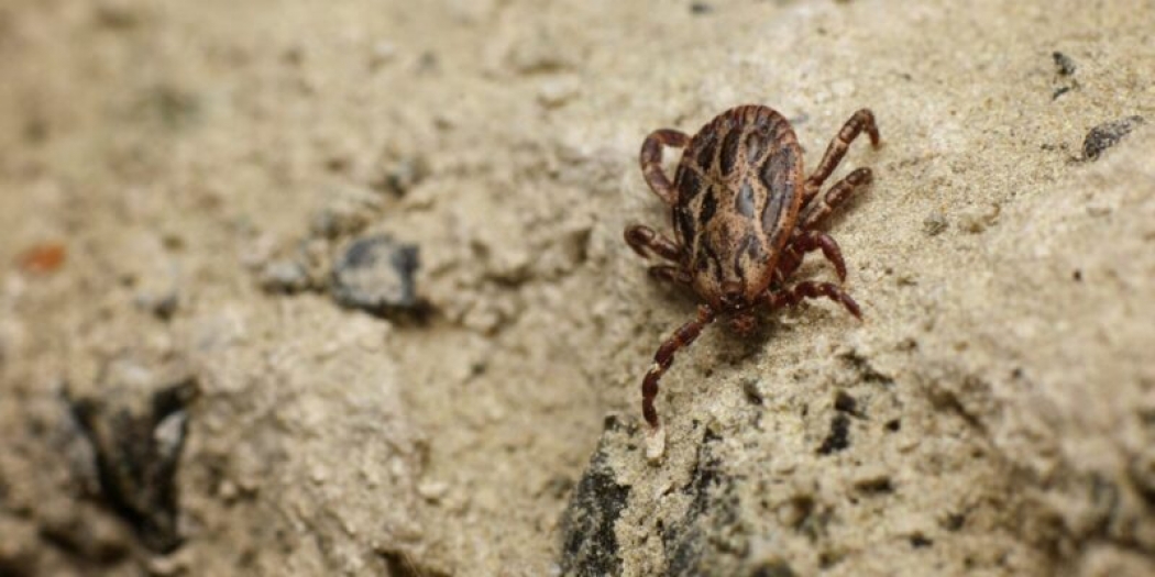 Kene mevsimi geldi, nelere dikkat etmeli?