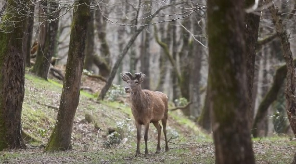 Kızıl geyiklerin İstanbul’daki evi: Bahçeköy Geyik Üretim İstasyonu