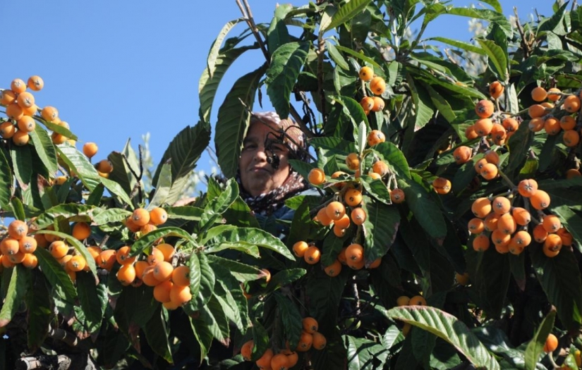 Mersin Aydıncıklı Üreticinin "yenidünya" dan yüzü güldü