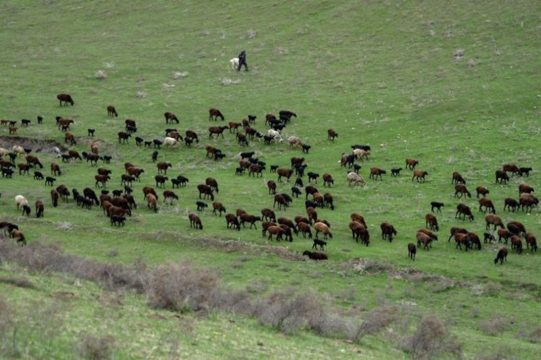 Tacikistan'ın iklim değişikliğine uyum sağlayabilen Hisar koyunlarına Türkiye'den de talep var
