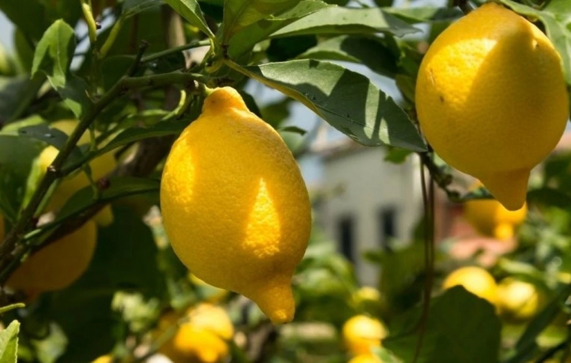Yasaklı limonlar imha edilecek
