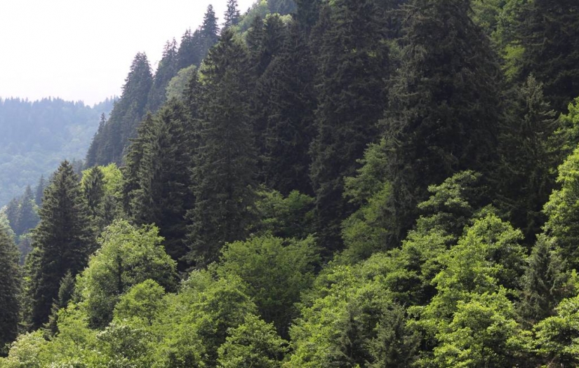 İzmir'de 26 bölgedeki ormanlık alanlara giriş 31 Ekim'e kadar yasaklandı