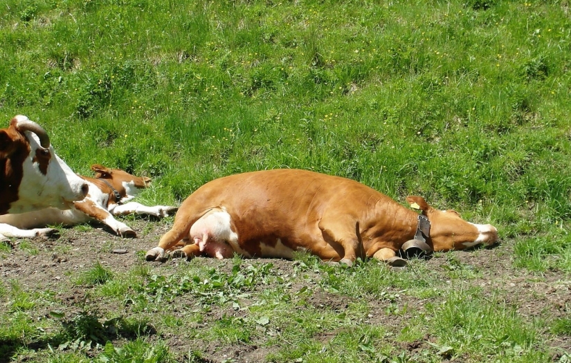 Kavurucu sıcaklar ve yangınlarda hayvanlara nasıl yardımcı olabiliriz?