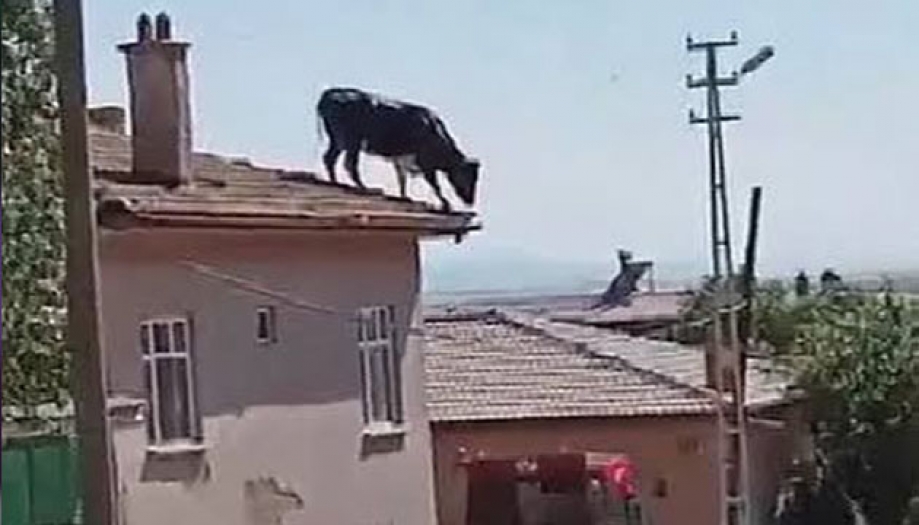 Konya'da kaçan boğa evin çatısına çıktı 