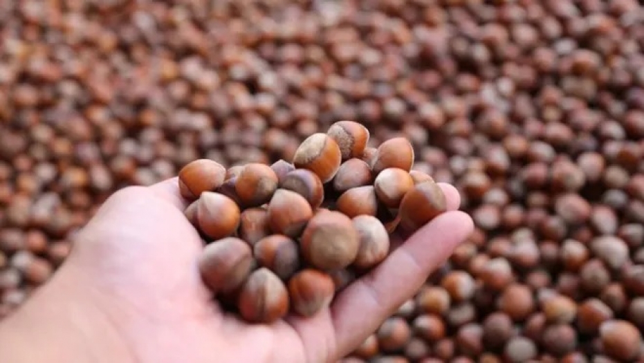 Ticaret borsalarında 9 ayda 358 bin tonu aşkın fındık işlem gördü