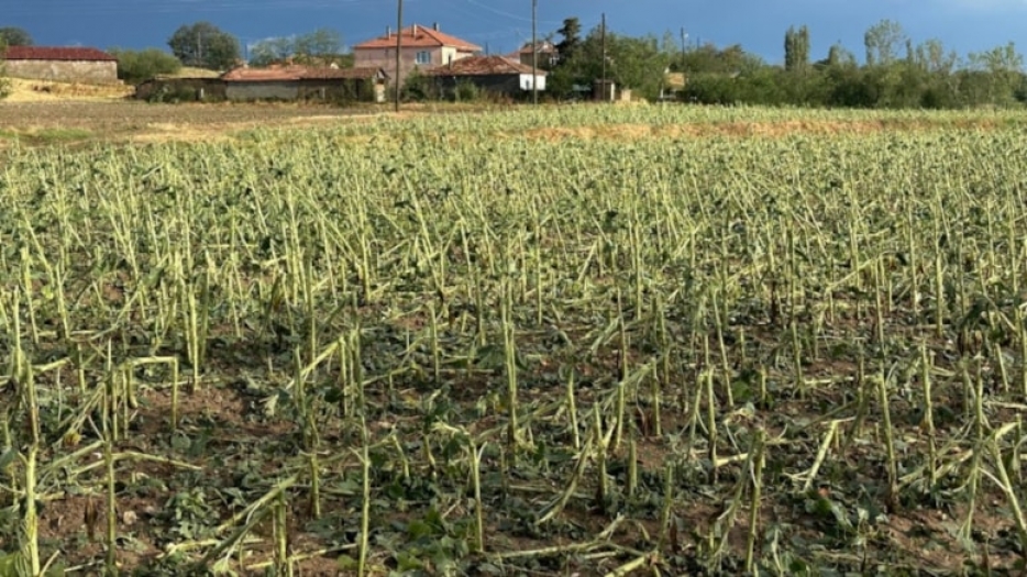 Trakya'da dolu yağdı, çiftçiler perişan oldu