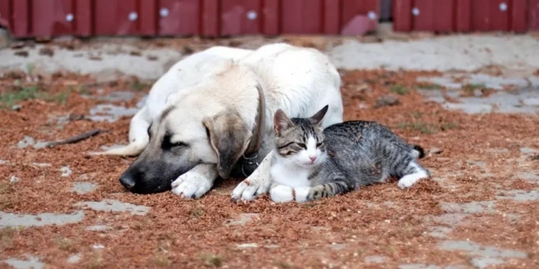 Yazarlar ve sanatçılardan hayvan katli yasasına tepki: Onlar yoksa eksiğiz