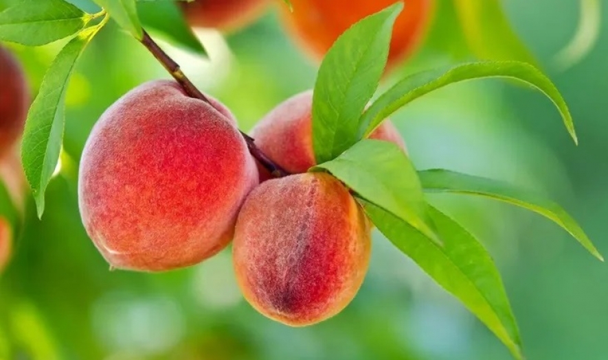 Avrupa Birliği (AB) "Bursa Şeftalisi" ni tescil etti